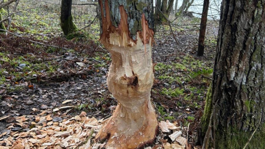 Liten bäverkonstnär skulpterar